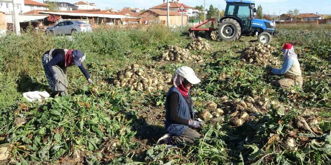 Kuraklık burayı etkilemedi, üretim yüzleri güldürdü! 1200 çiftçinin geçim kaynağı: Fabrikalar 2.100 TL’den alıyor 1